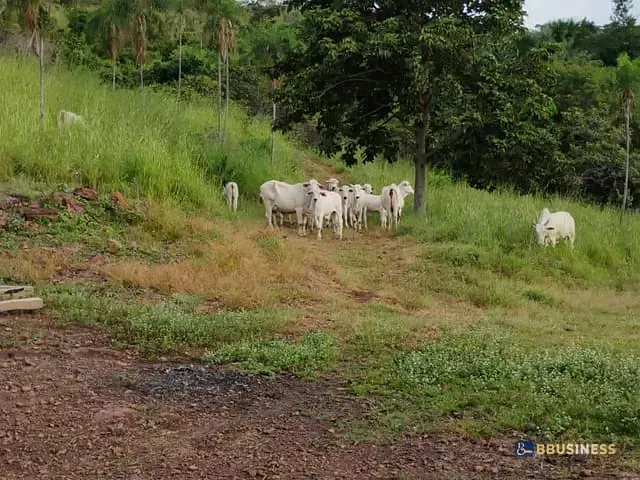 Fazenda 2 quartos e 1 banheiro, à venda, no bairro . em Monte do Carmo