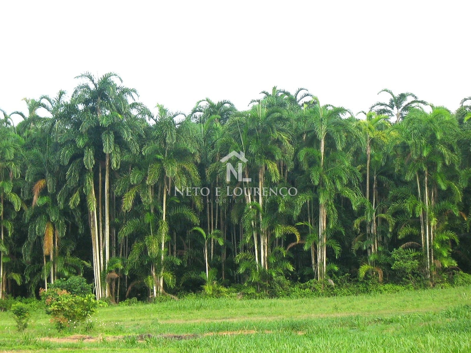 Fazenda-Sítio-Chácara, 2300 m² - Foto 10