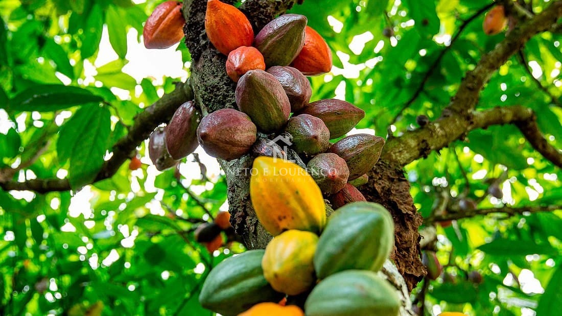 Fazenda-Sítio-Chácara, 2300 m² - Foto 5