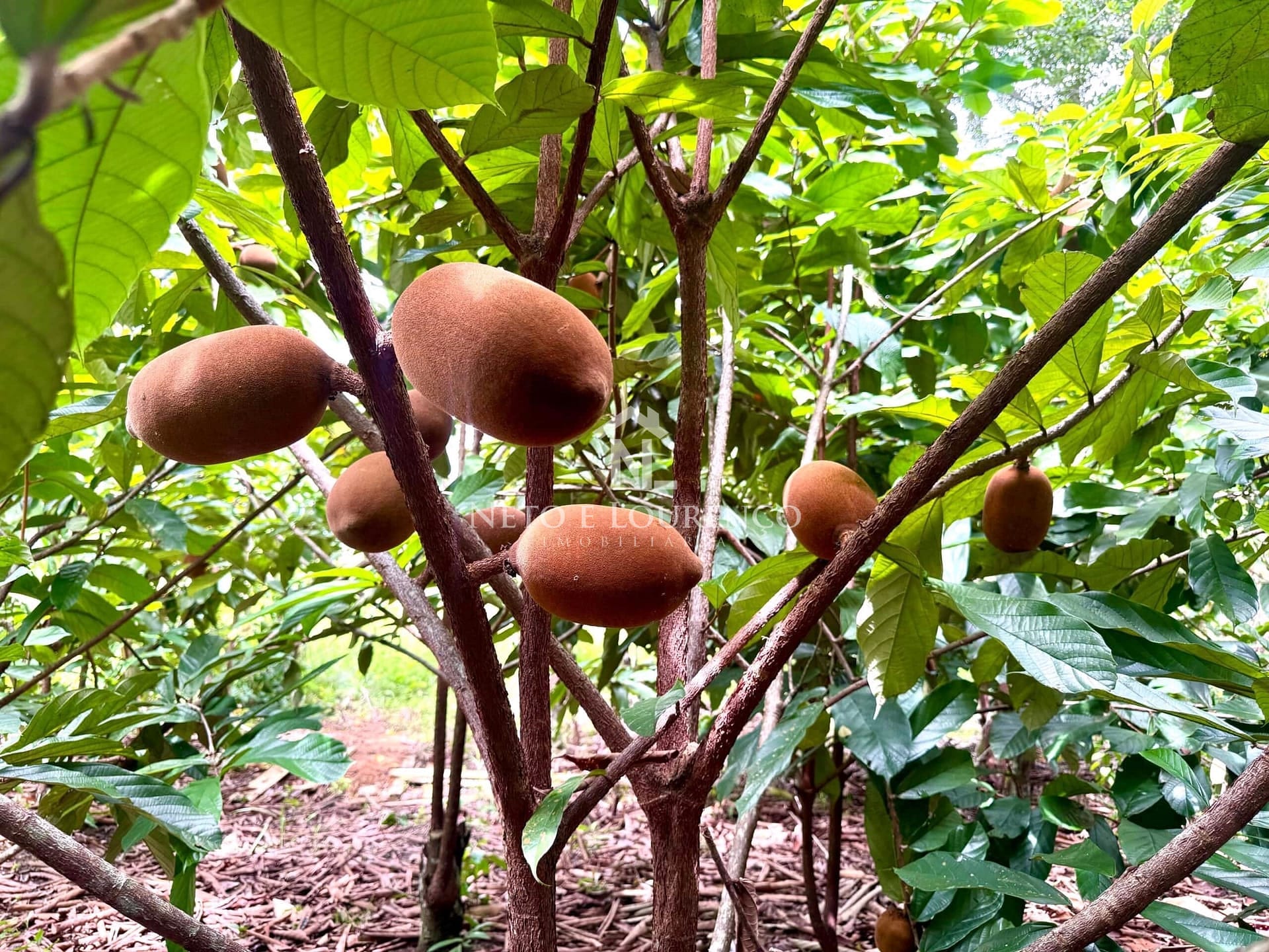 Fazenda-Sítio-Chácara, 2300 m² - Foto 11