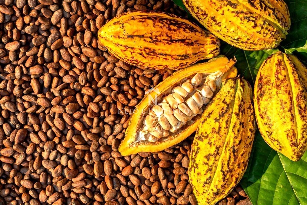 Fazenda-Sítio-Chácara, 2300 m² - Foto 6