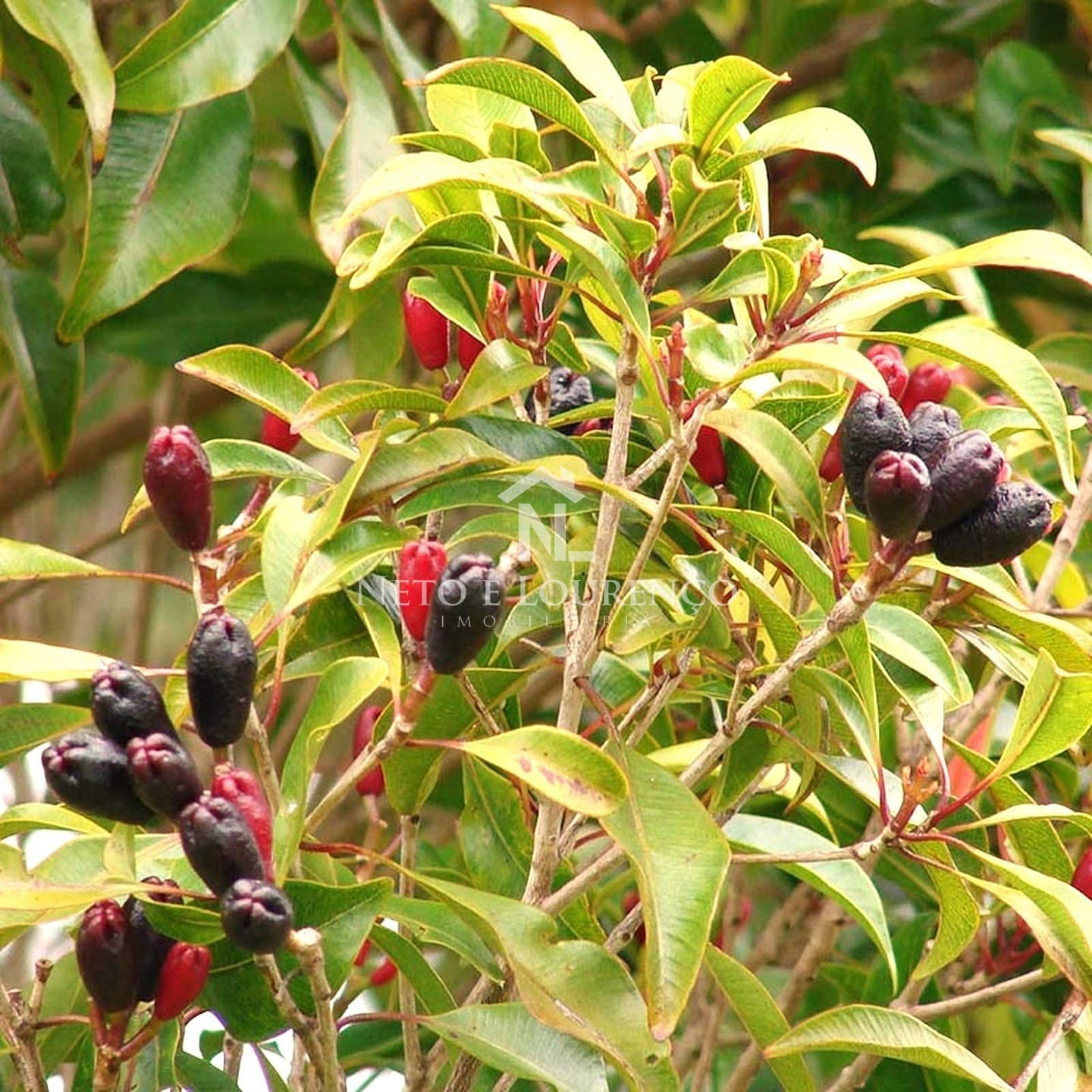 Fazenda-Sítio-Chácara, 2300 m² - Foto 8