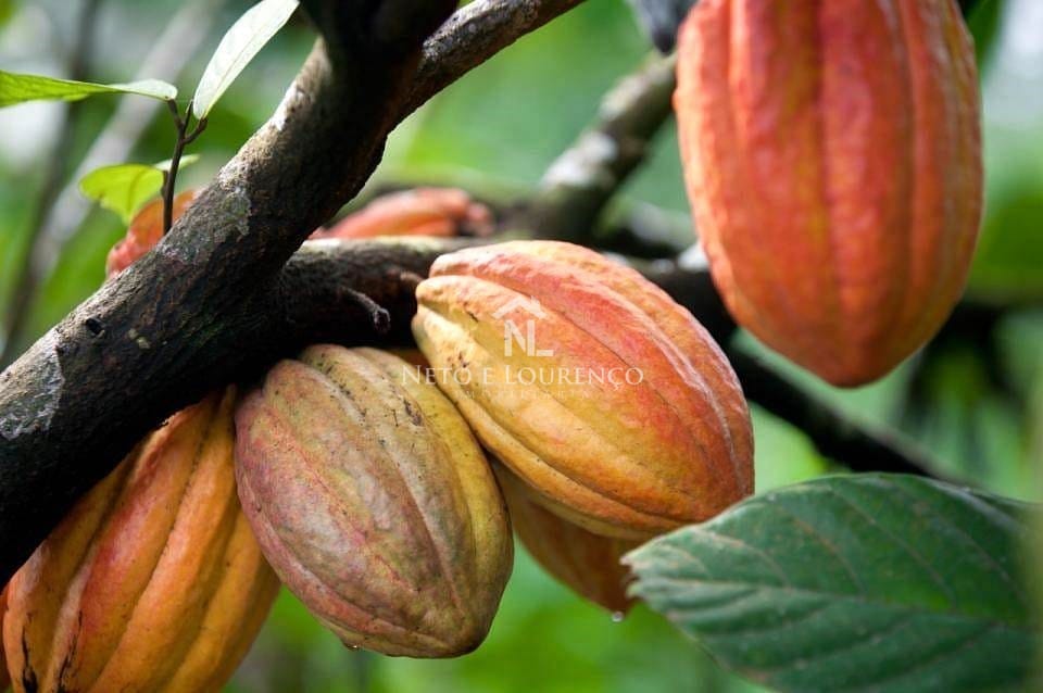 Fazenda-Sítio-Chácara, 2300 m² - Foto 2