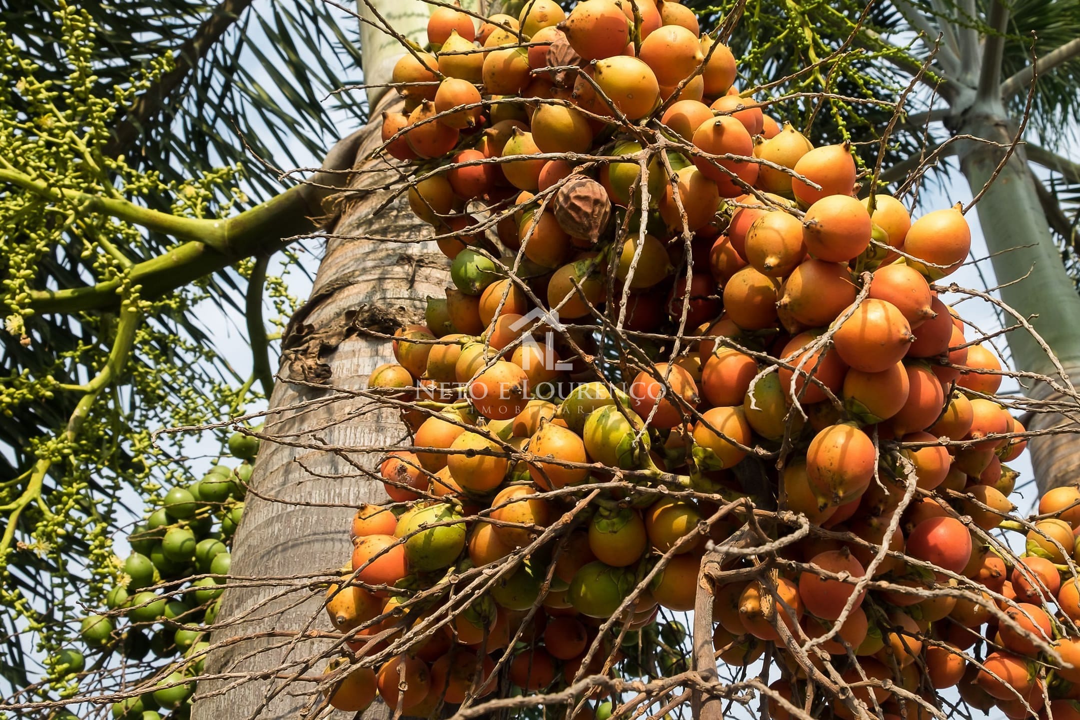 Fazenda-Sítio-Chácara, 2300 m² - Foto 15