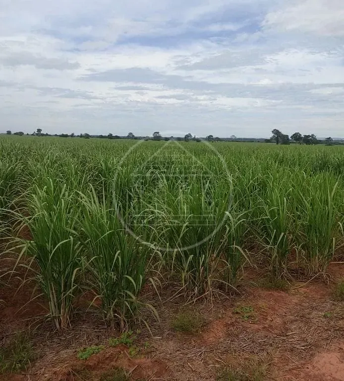 Fazenda, 130 hectares - Foto 8