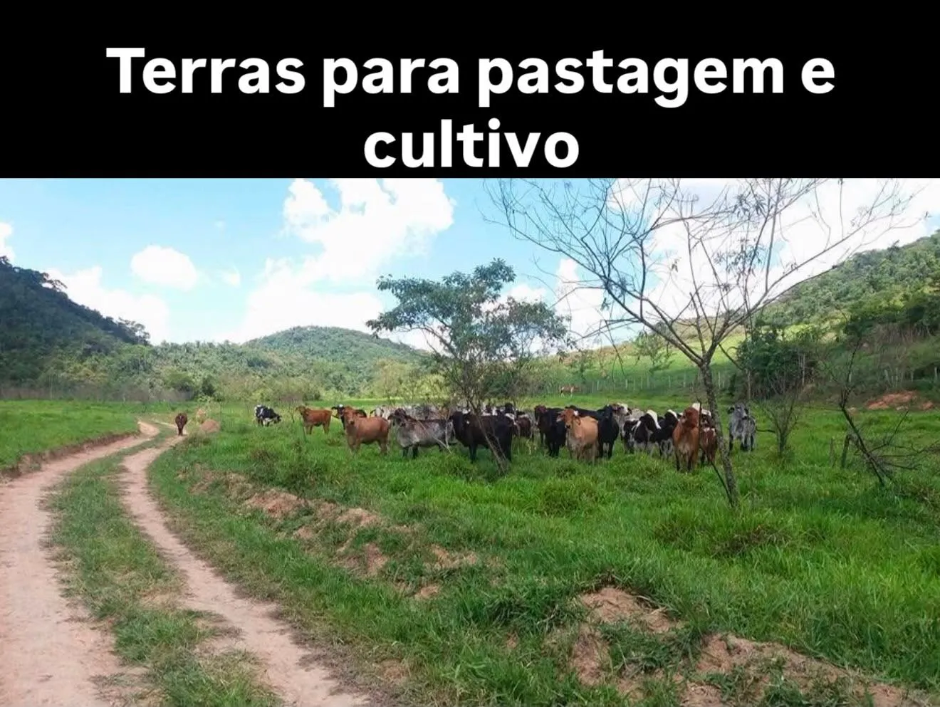 Fazenda à venda, Zona rural, Silveirânia, MG - foto 7