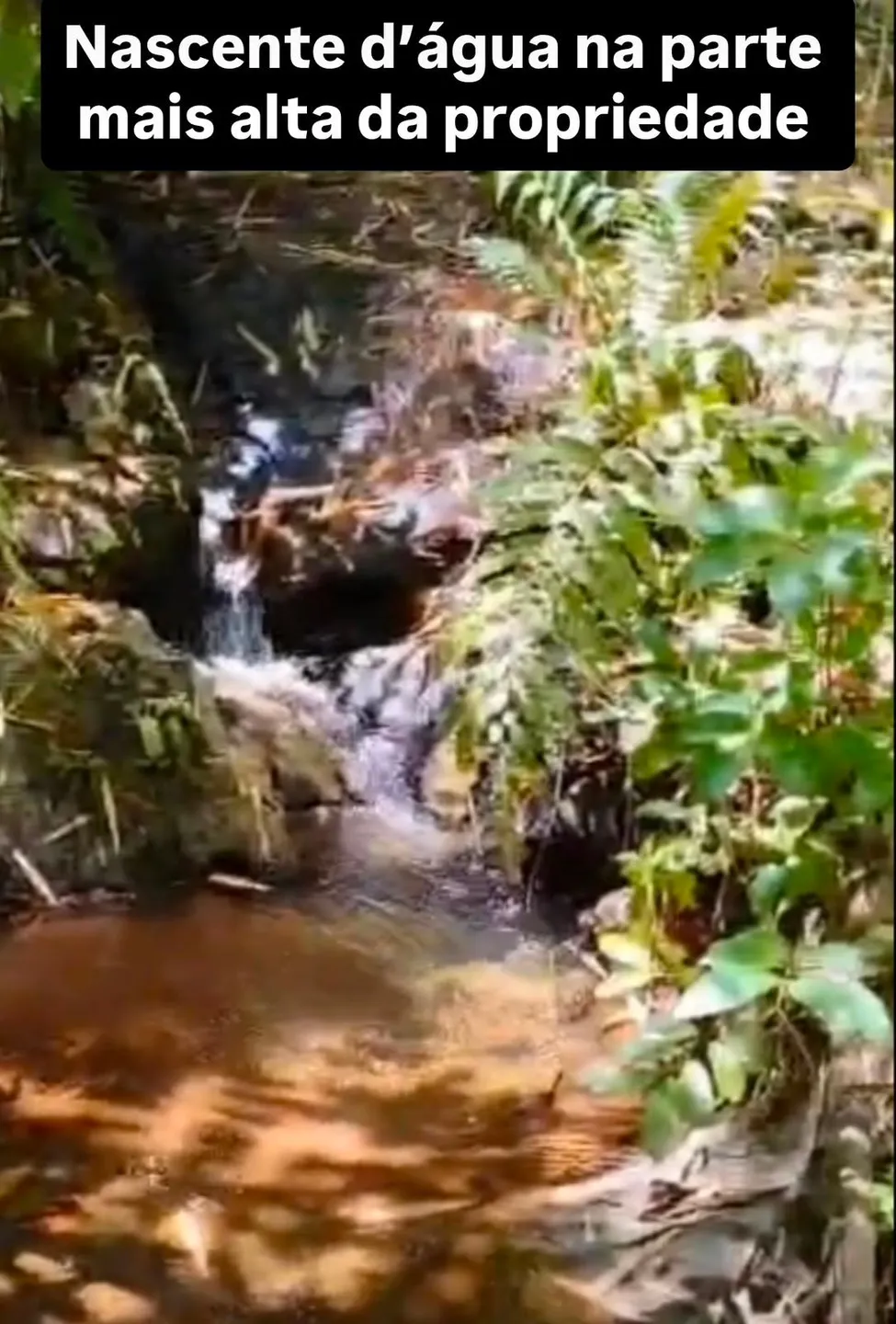 Fazenda à venda, Zona rural, Silveirânia, MG - foto 3
