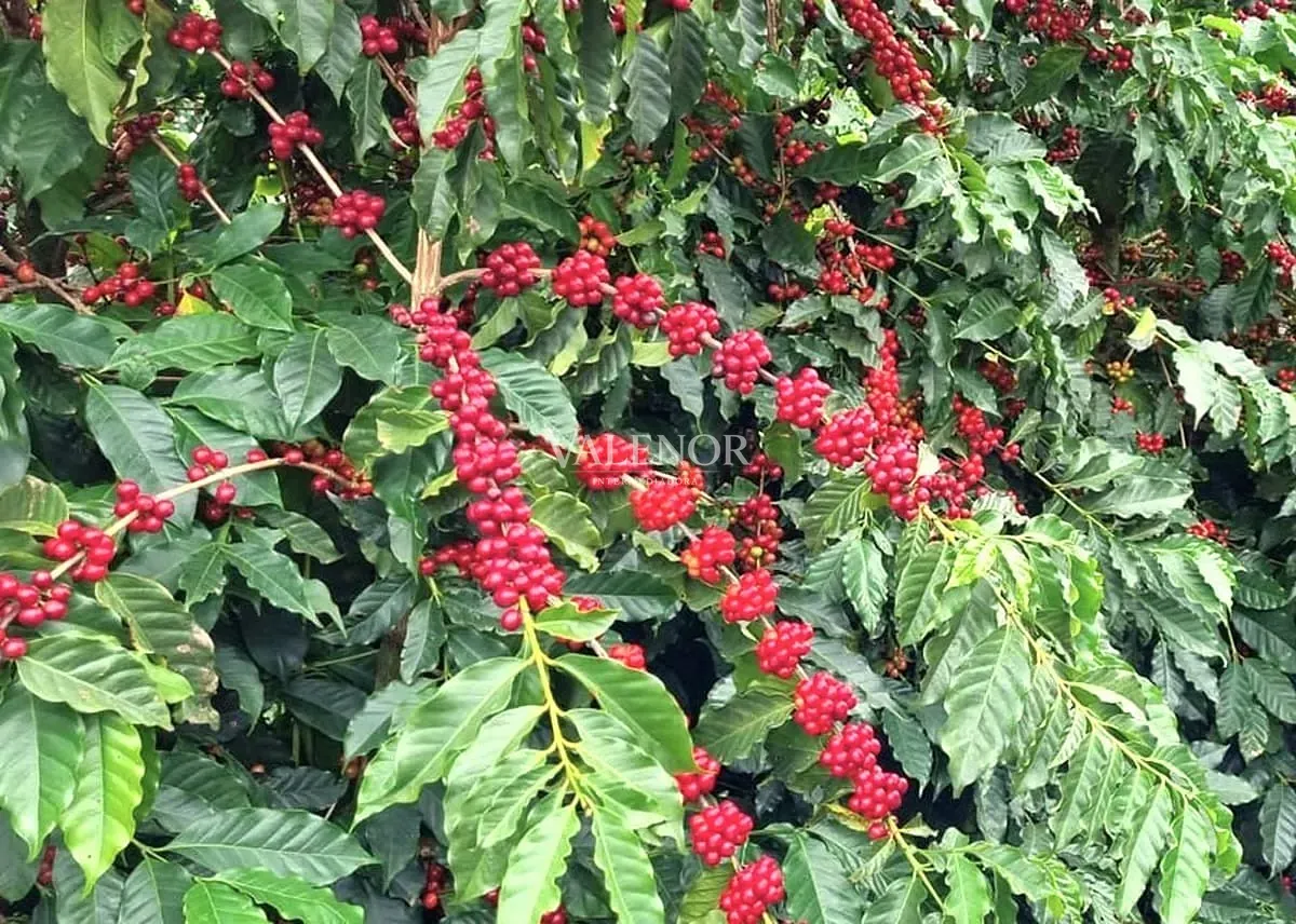 Fazenda, 2423 hectares - Foto 12