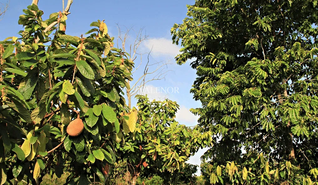 Fazenda, 2423 hectares - Foto 11