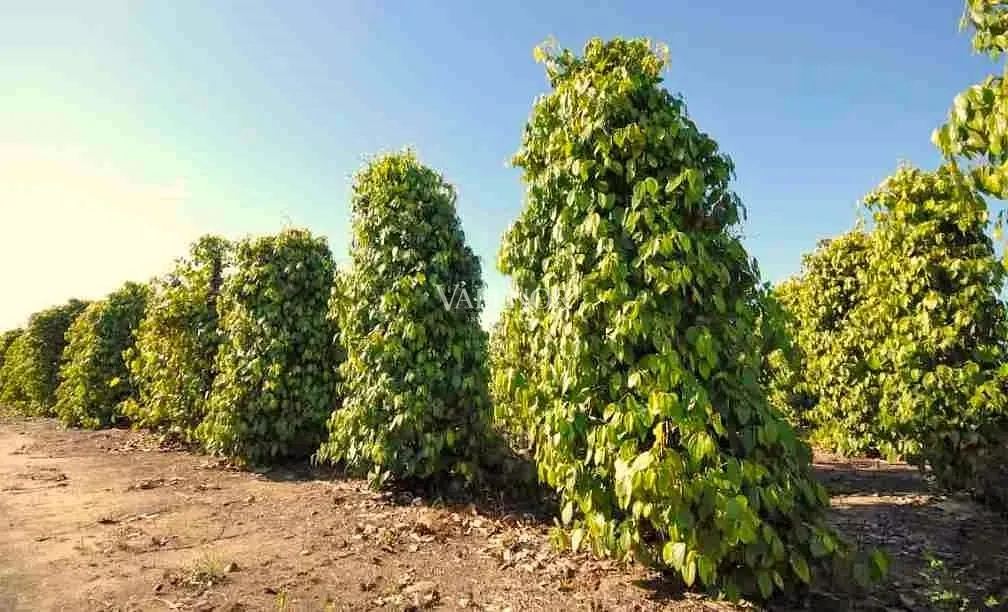 Fazenda, 2423 hectares - Foto 13