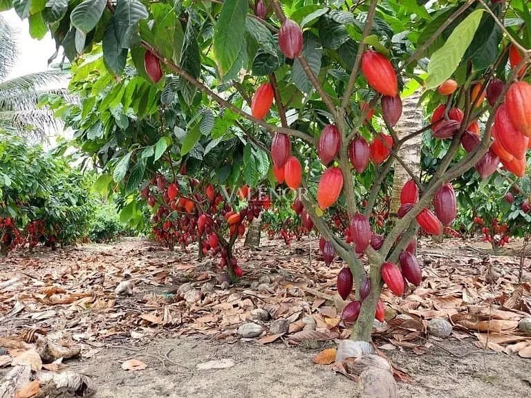Fazenda, 2423 hectares - Foto 4