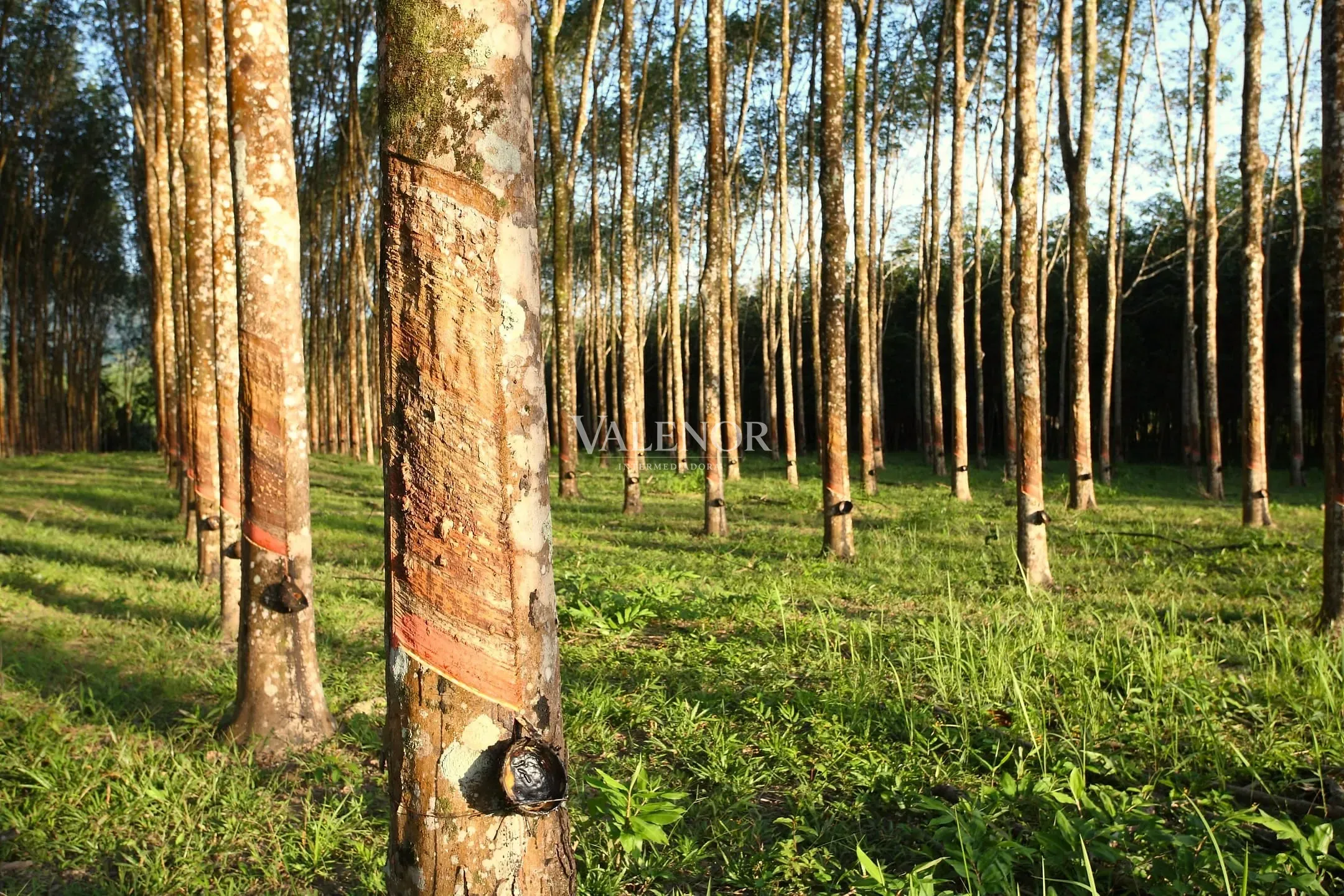 Fazenda, 2423 hectares - Foto 6