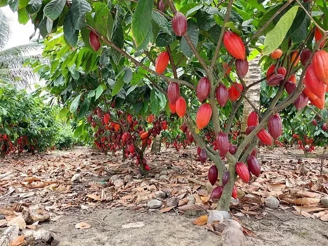 Fazenda com 24230000m² 1 quarto e 1 banheiro, à venda, no bairro Centro em Ituberá