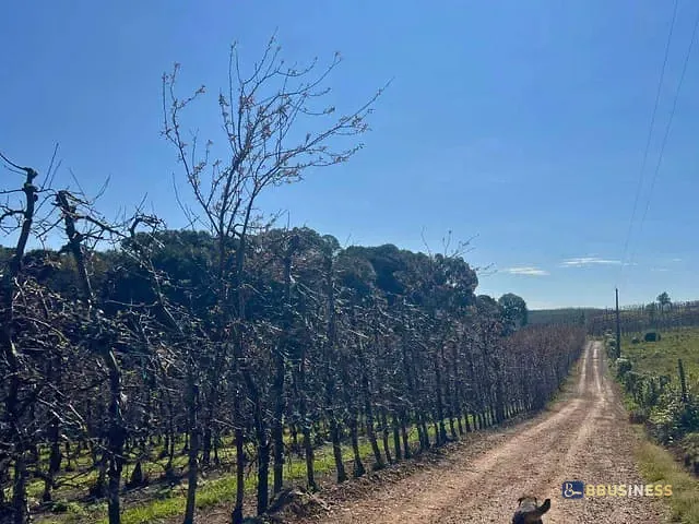 Fazenda com 503000m² 8 quartos e 4 banheiros, à venda, no bairro Vila Seca em Caxias do Sul