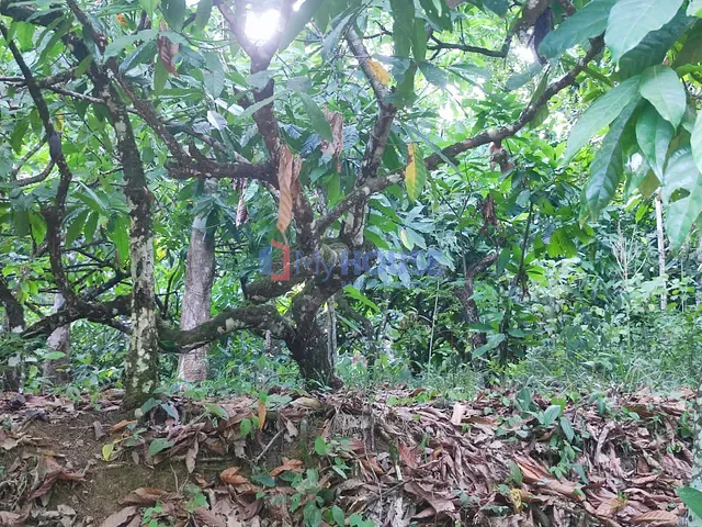 Fazenda com 1290000m² 4 quartos e 3 banheiros, à venda, no bairro Zona Rural em Floresta Azul
