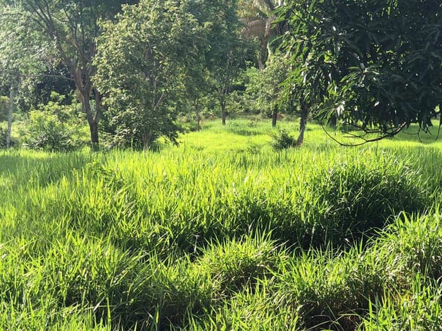 Fazenda com 96800m² 3 quartos e 1 banheiro, à venda, no bairro zona rural em Santa Cruz de Goiás
