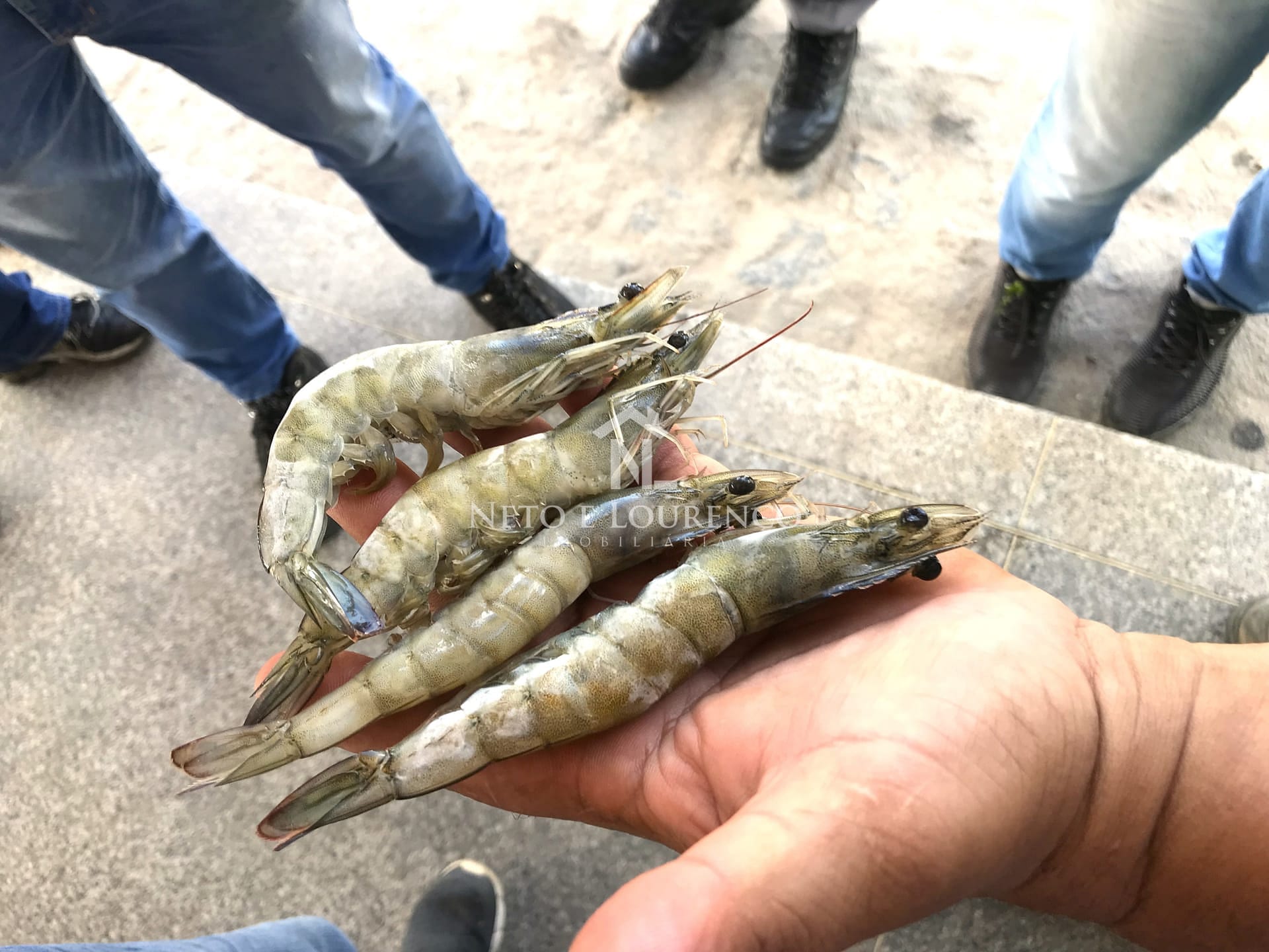 Fazenda, 1567 m² - Foto 1