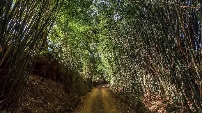 Fazenda, 131 hectares - Foto 24