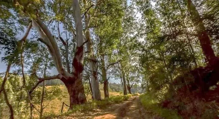 Fazenda, 131 hectares - Foto 25
