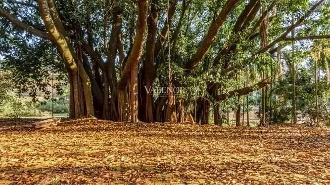 Fazenda, 131 hectares - Foto 15