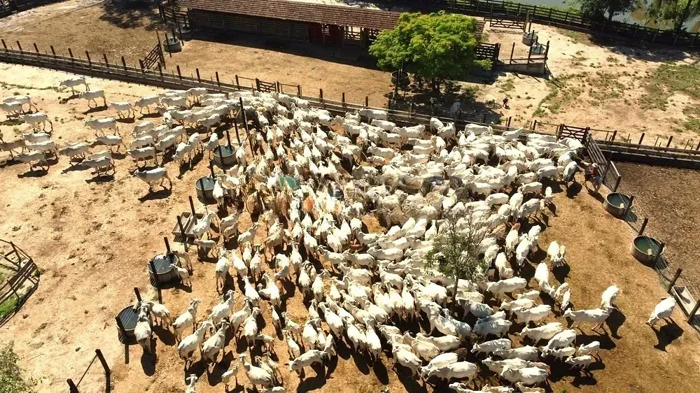 Fazenda, 451 hectares - Foto 19