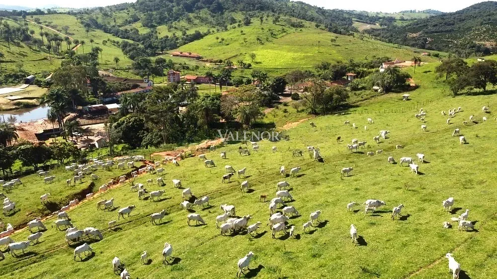Fazenda, 451 hectares - Foto 14