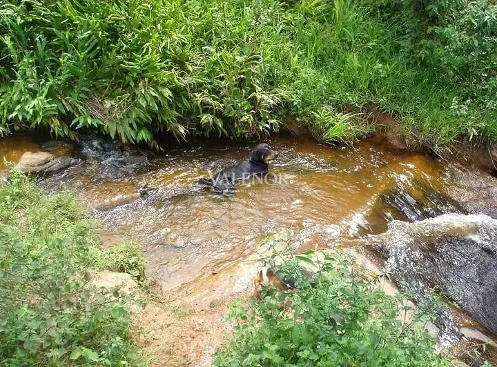 Fazenda, 500 hectares - Foto 20