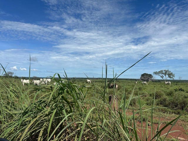 Fazenda à venda, no bairro FAZENDA em Figueirópolis