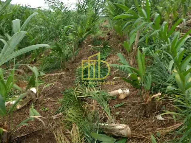 Fazenda com 5977400m², à venda, no bairro Jardim Sao Conrado em Registro