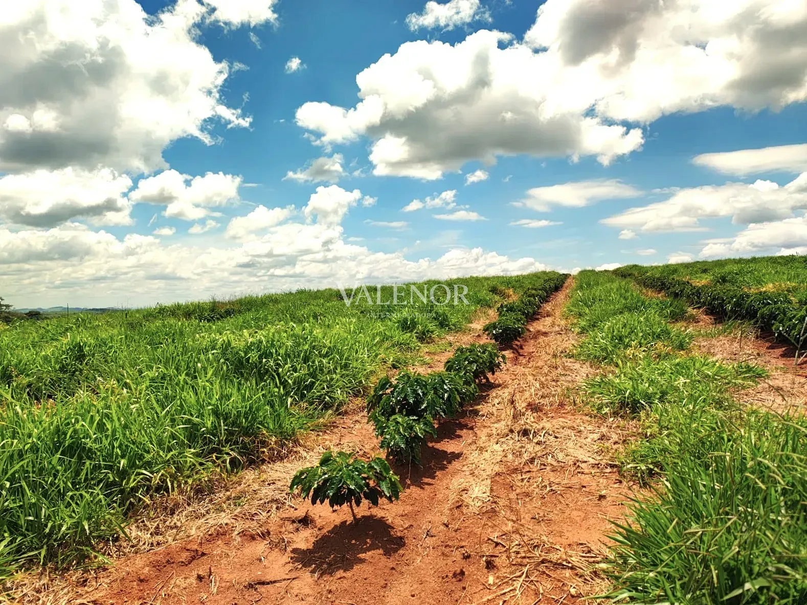 Fazenda, 16990 hectares - Foto 1