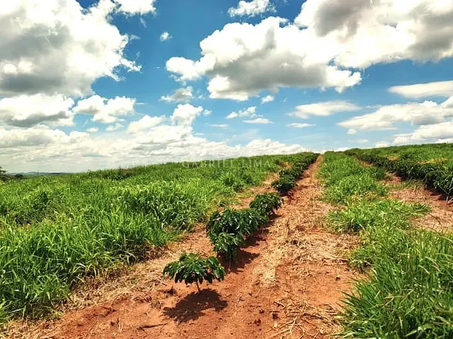 Fazenda com 169900000m² 5 quartos e 5 banheiros, à venda, no bairro Centro em São José do Rio Pardo