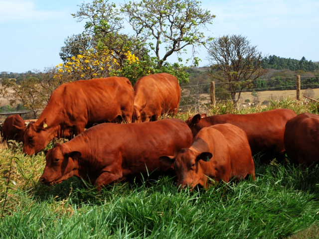 Foto do Fazenda - Lapa, Fazendinha ou Haras, 7 alqueires ou  16,94 hectares, casa sede, piscina, mina, gado,  à venda, Água Azul, PR | Imobiliária GreenVille