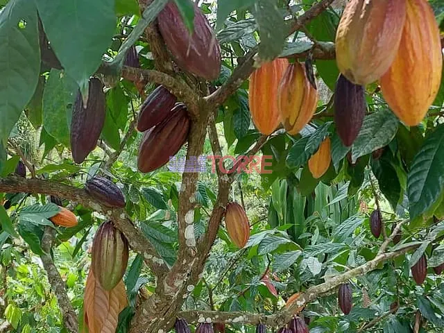 Fazenda com 47m² 5 quartos e 3 banheiros, à venda, no bairro Rural em Itacaré