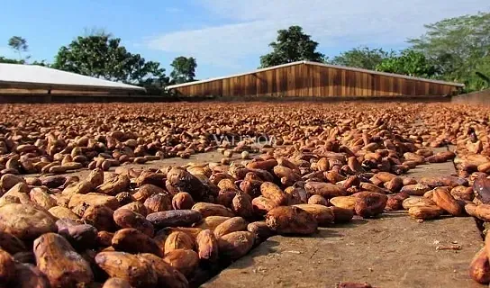 Fazenda, 2500 hectares - Foto 2