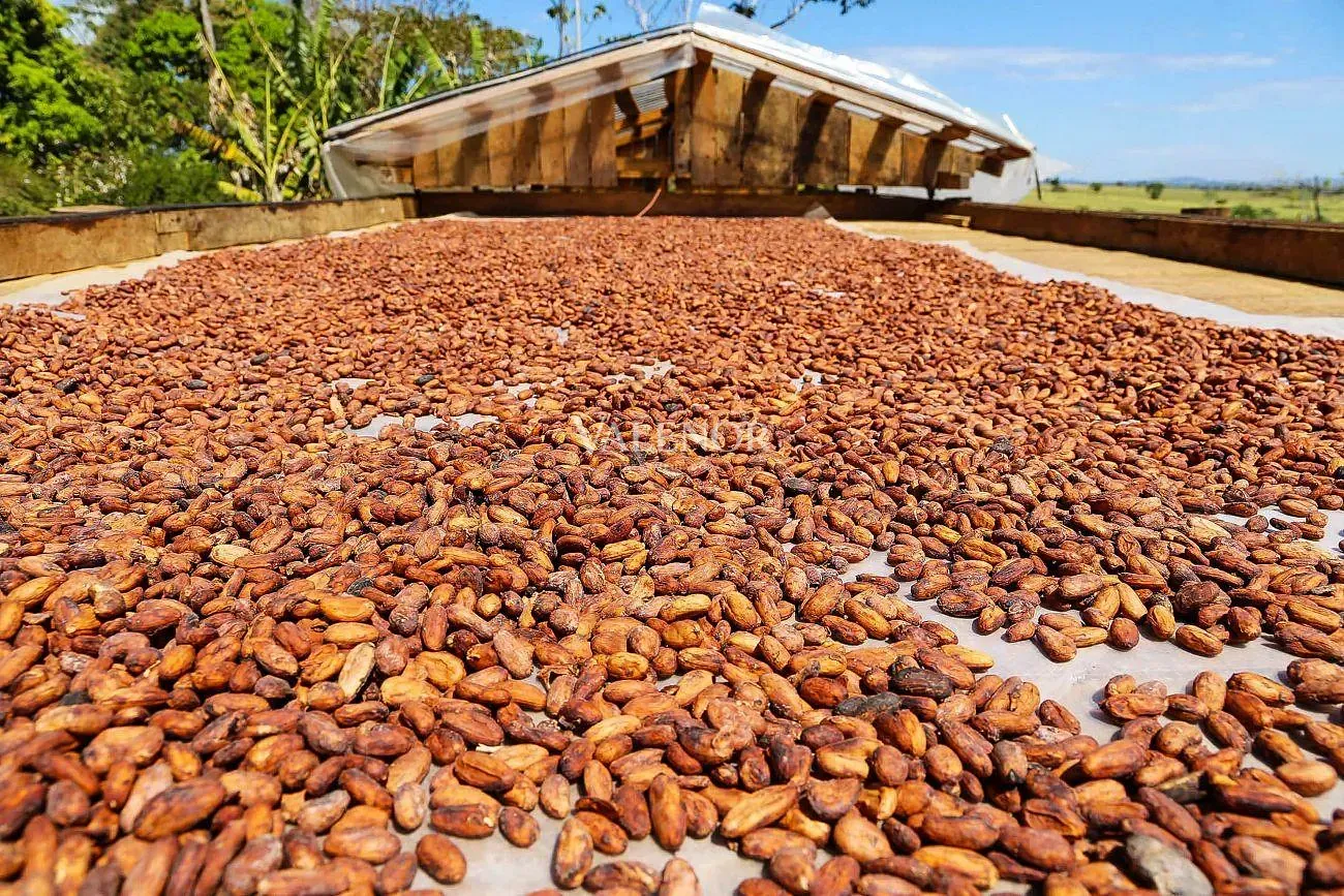 Fazenda, 2500 hectares - Foto 12
