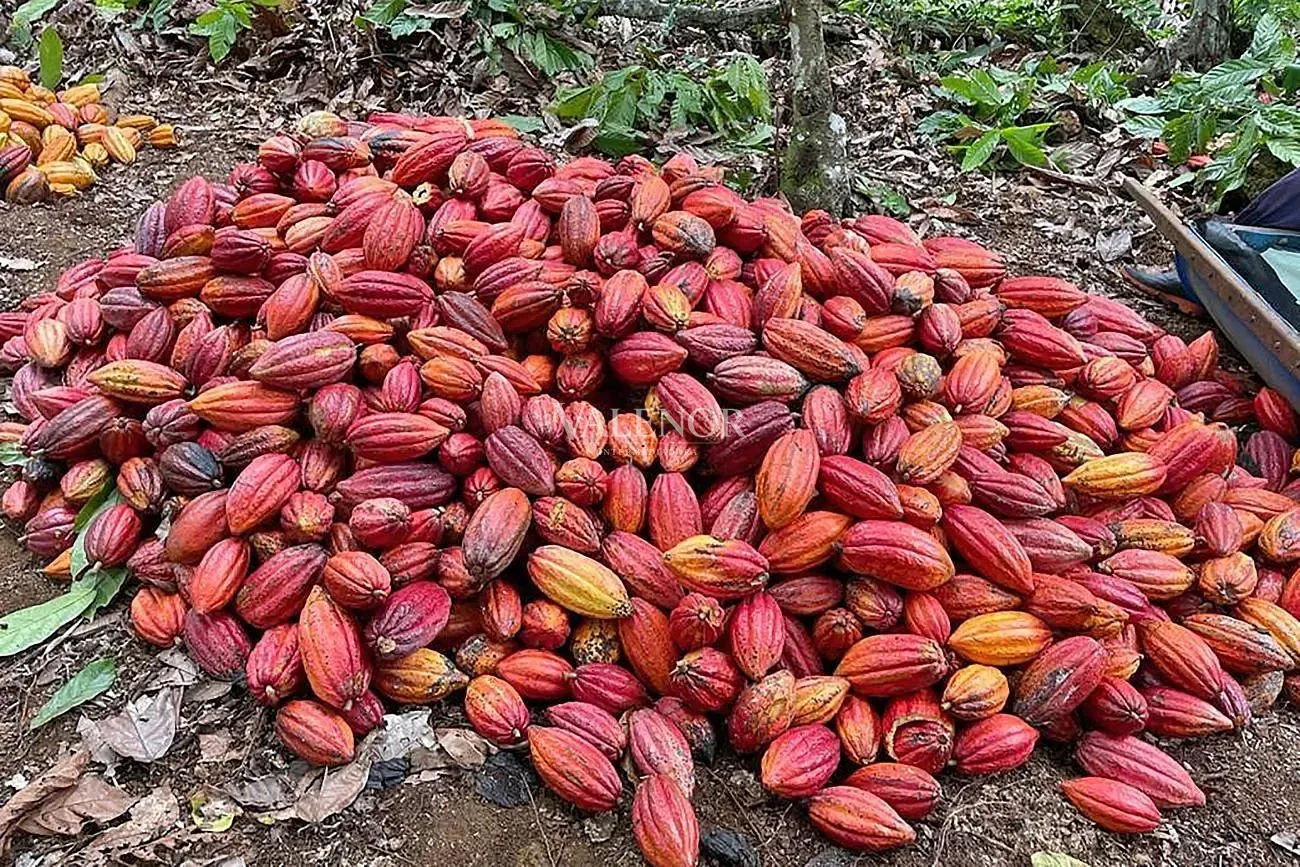Fazenda, 2500 hectares - Foto 14