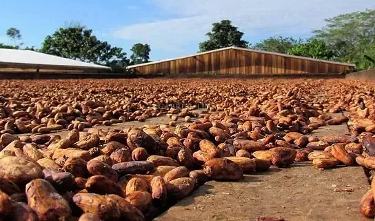 Fazenda, 2500 hectares - Foto 2