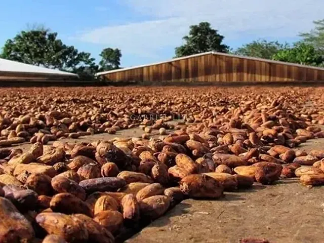 Fazenda com 25000000m² 25 quartos e 15 banheiros, à venda, no bairro Centro em Uruará
