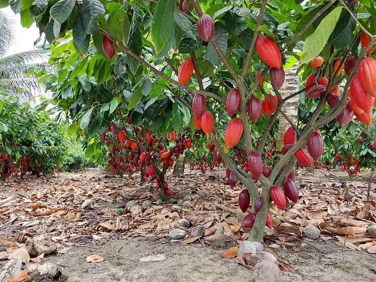 Fazenda, 2500 hectares - Foto 9