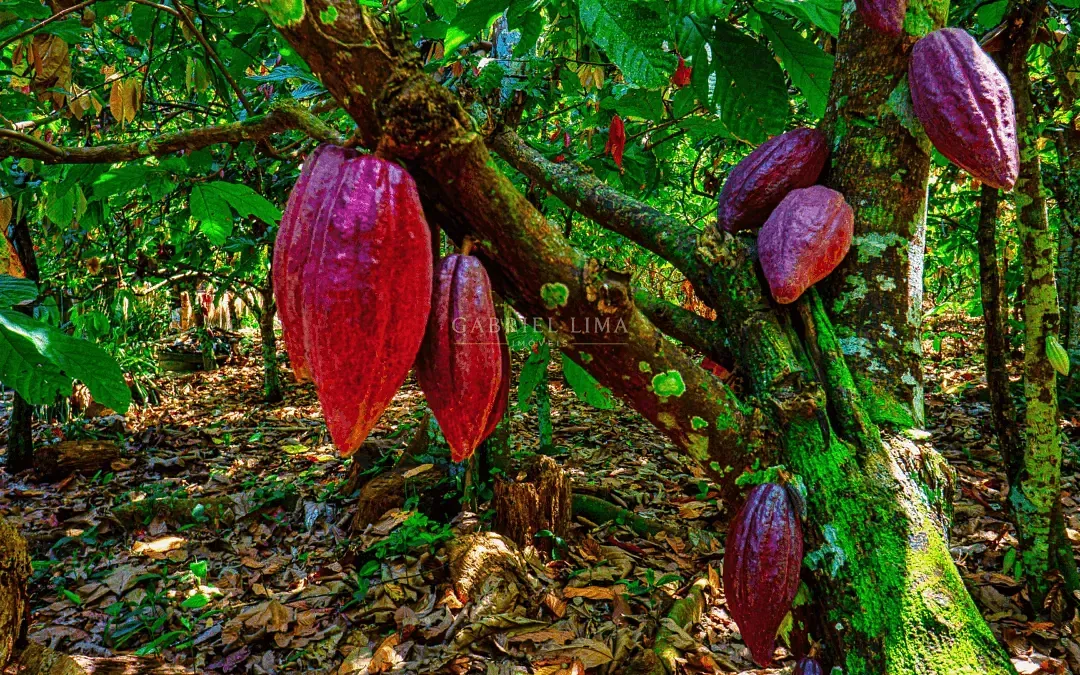 Fazenda, 2500 hectares - Foto 6
