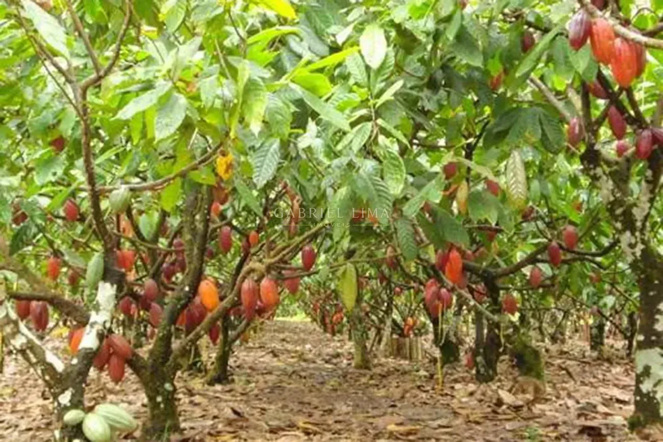 Fazenda, 2500 hectares - Foto 13