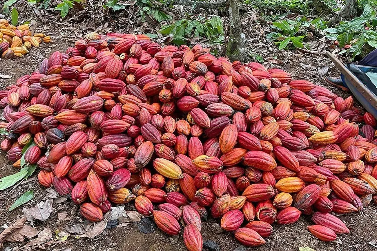 Fazenda, 2500 hectares - Foto 14