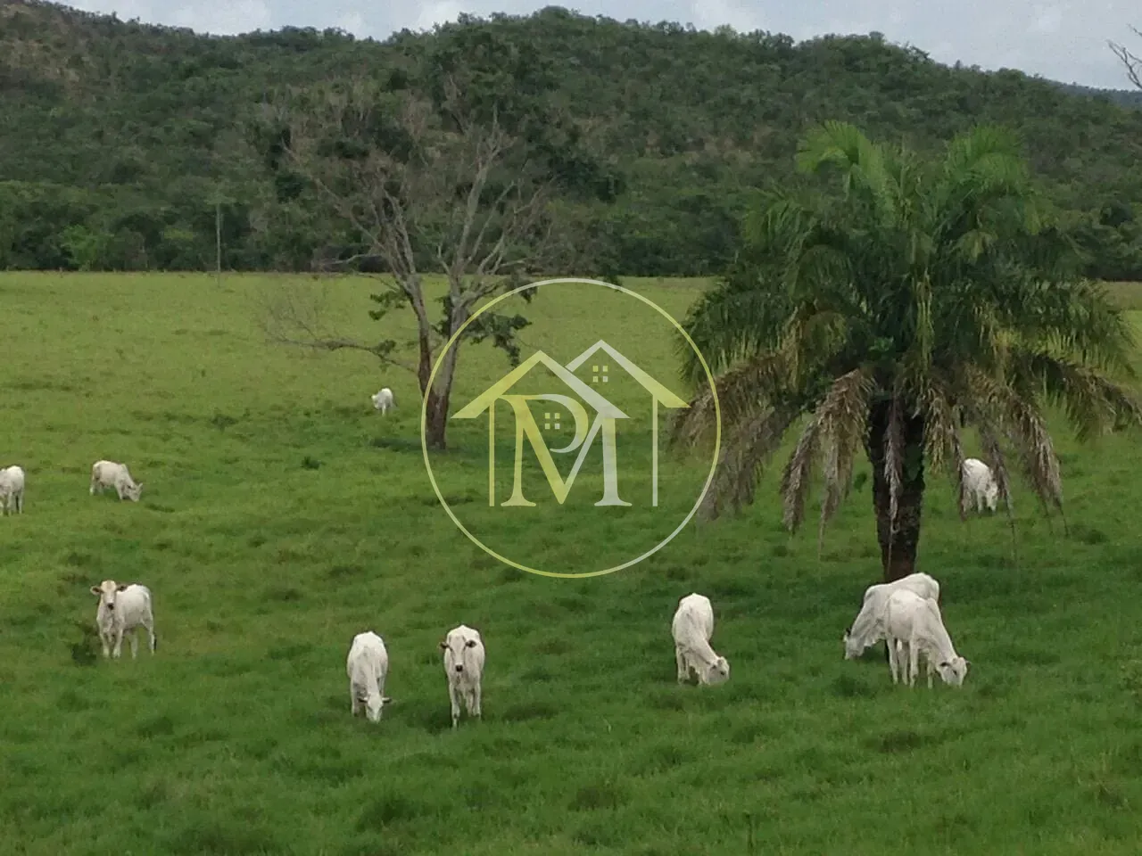 Fazenda, 1452 hectares - Foto 7