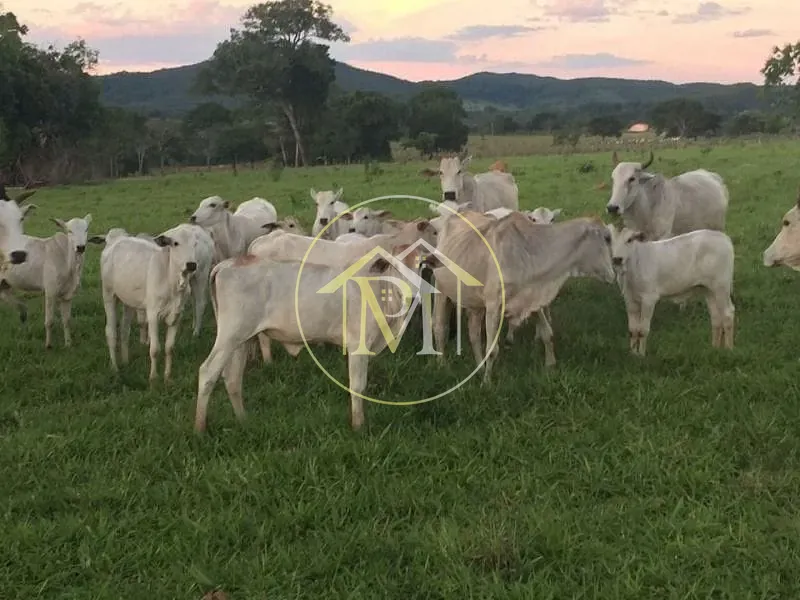 Fazenda, 1452 hectares - Foto 6