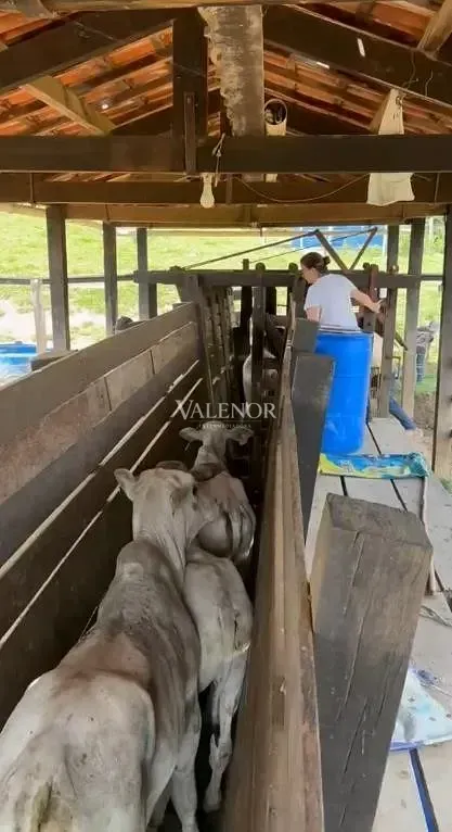 Fazenda, 97 hectares - Foto 34