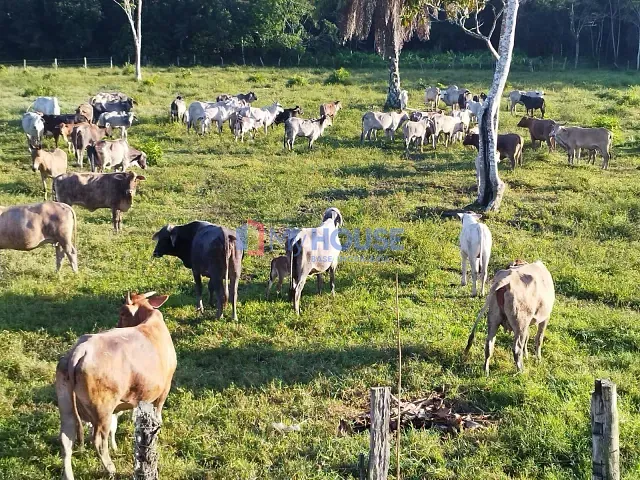 Fazenda com 135m² 1 quarto e 1 banheiro, à venda, no bairro rural em Canavieiras
