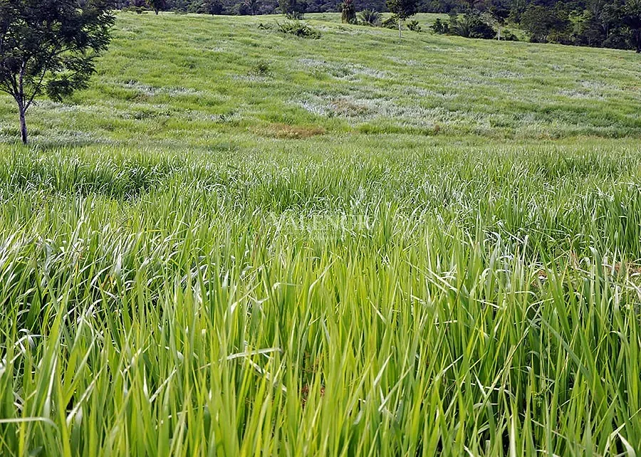 Fazenda, 39000 hectares - Foto 9