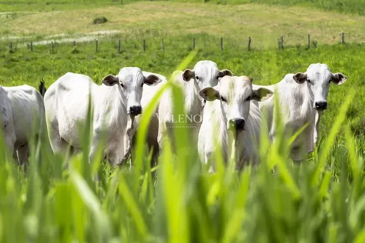 Fazenda, 39000 hectares - Foto 3