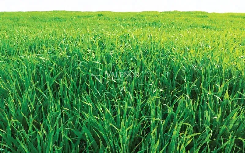 Fazenda, 39000 hectares - Foto 6