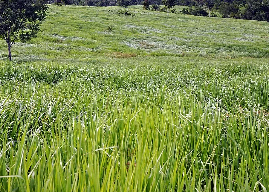Fazenda, 39000 hectares - Foto 9